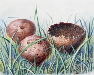 Study of Fungus